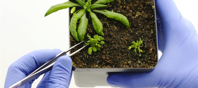 CABI and Rothamsted Research launch UK Plant Microbiome initiative